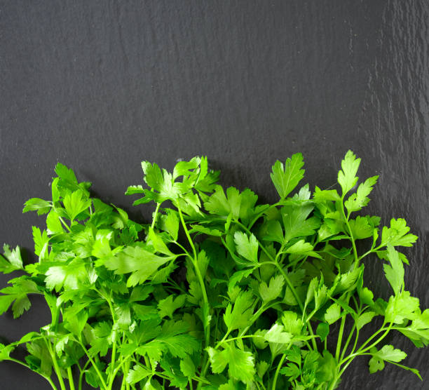 istock bunch of parsley on black chalkboard 1051581808