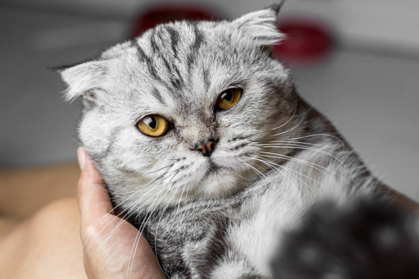 istock Cat is holding in her arms. 1051590930