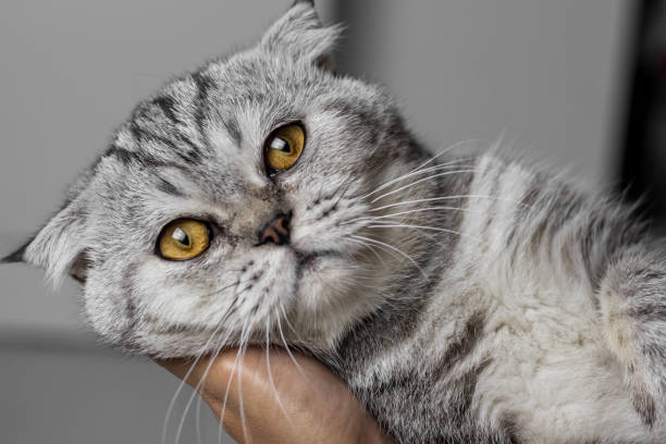 istock Cat is holding in her arms. 1051590938