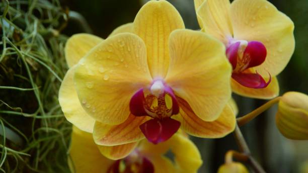 istock yellow orchid on green background 1051608194