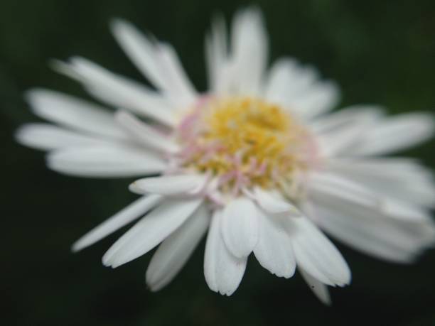 istock white daisy on close-up shot with black background 1051608202