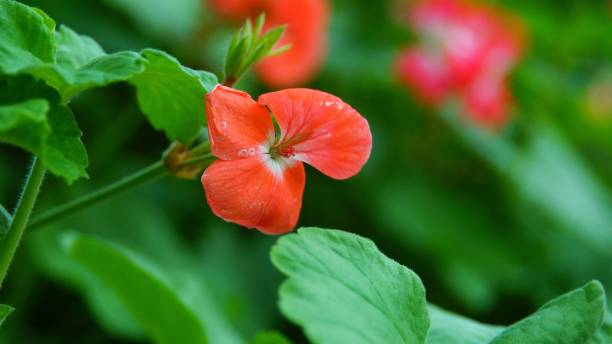 istock red flower in the garden 1051608302