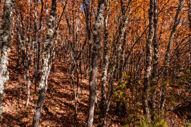Beech forest in Autumn time a sunny day. Full frame of treet trunks