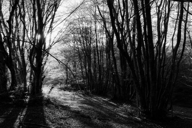 istock Beech trees in Canfaito forest (Marche, Italy) at sunset with long shadows 1051616994