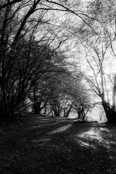 istock Beech trees in Canfaito forest (Marche, Italy) at sunset with long shadows 1051617000