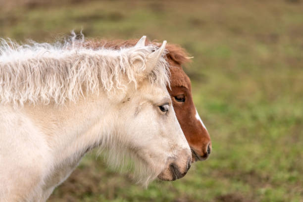 istock Two Icelandic horse foals 1051620192