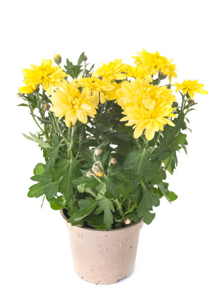 istock Chrysanthemum potted plant 1051620198