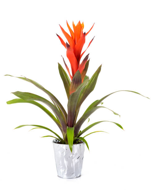 istock Bromelia potted plant 1051620560