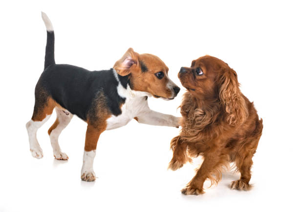 istock beagle dog and cavalier king charles 1051620716