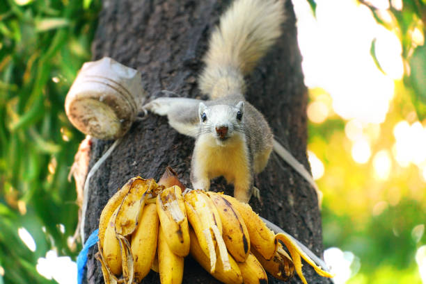 Squirrel is eating bananas on the tree in the autumn forest