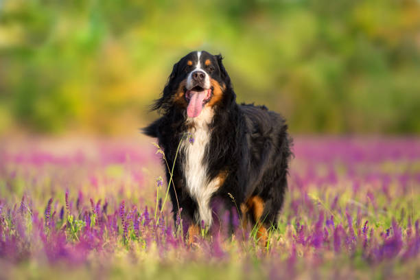 istock Bernese dog in flowers 1051620760
