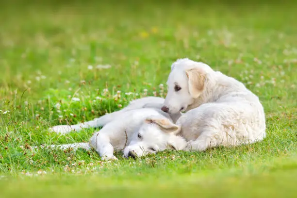 Hungarian Kuvasz puppy on spring meadow
