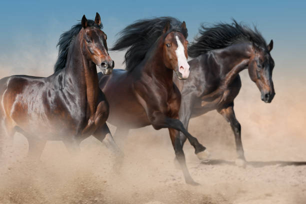 istock Horses run in desert sand 1051621158