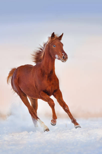 istock Red horse in snow 1051623030