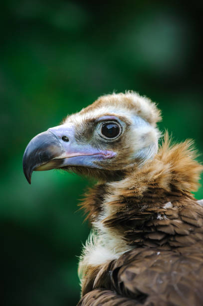 istock Cinereous vulture portrait 1051623408