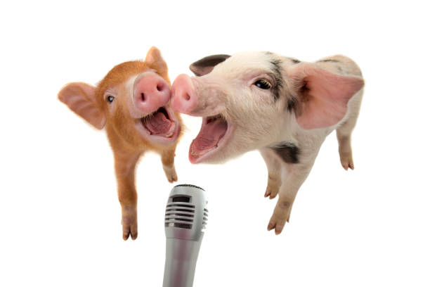 two piglet are singing into the microphone isolated on white - domestic pig imagens e fotografias de stock