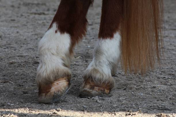 istock Hooves Of A Horse 1051635814