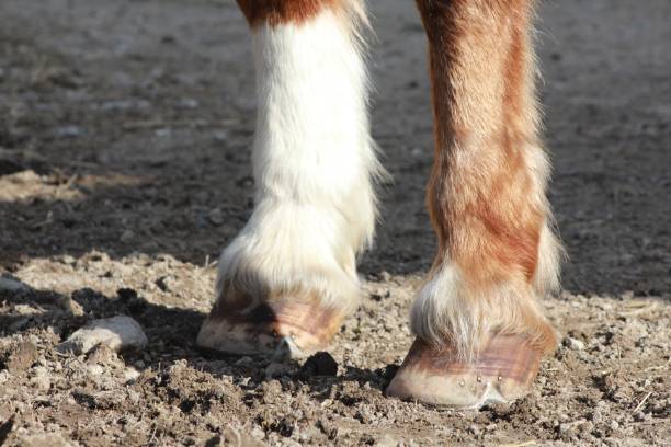 istock Hooves Of A Horse 1051635824