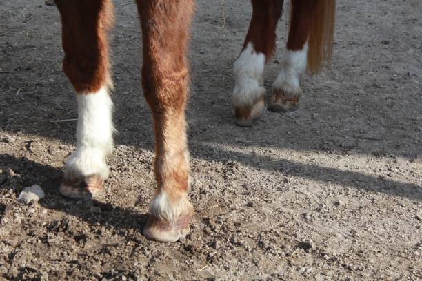istock Hooves Of A Horse 1051635834