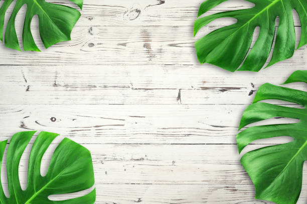 istock Minimal composition Flat lay green tropical leaf. Creative layout tropic leaves frame with copy space on white wood background.  Summer concept 1051638358