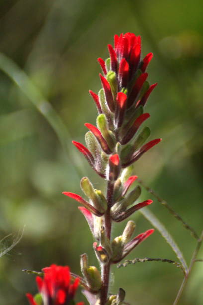 istock Indian paintbrush flower 1051638720