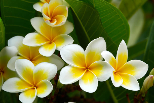 fiori bianchi gialli fiori dall'alto, frangipani - frangipanni foto e immagini stock