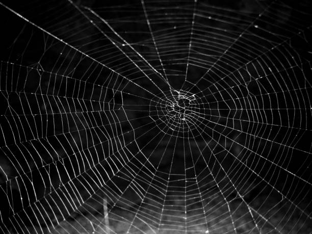 Spiderweb Spiderweb spider web photos stock pictures, royalty-free photos & images