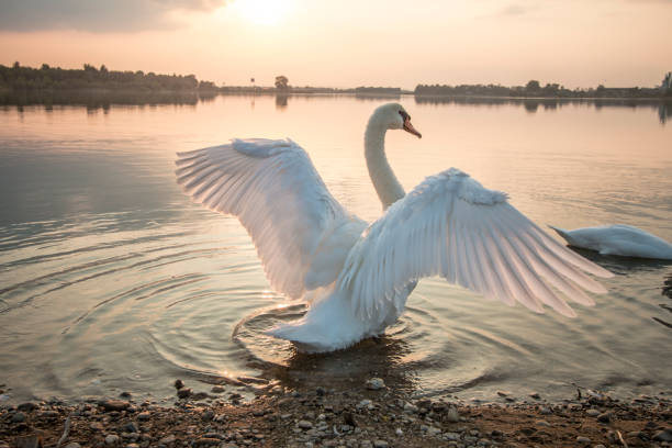 Swan stretching on the beach Beautiful swan stretching in the sunset swan at dawn stock pictures, royalty-free photos & images