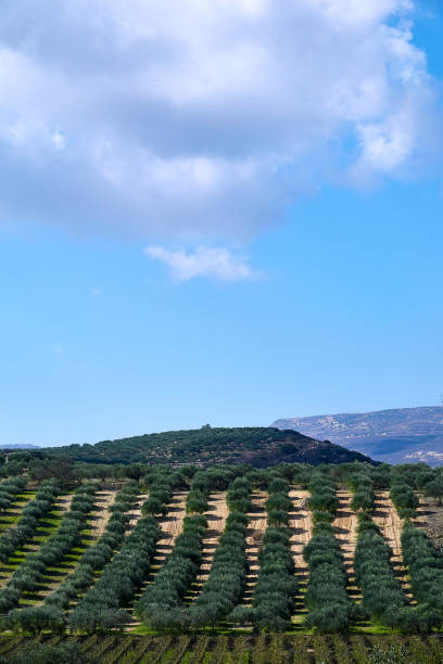 istock Rural landscape, olive tree plantations on crete 1051644864