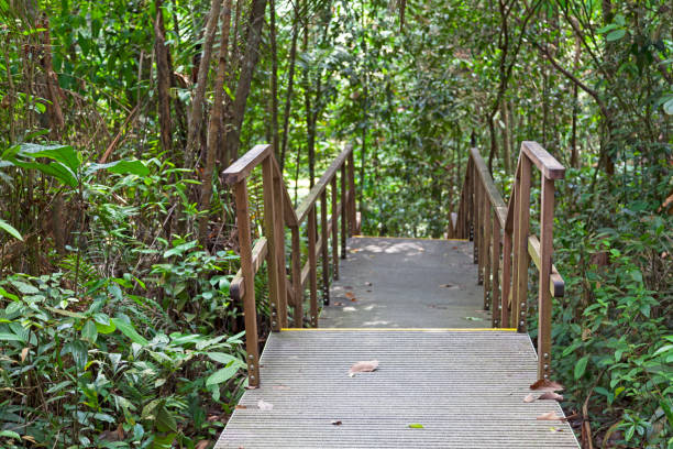 istock MacRitchie Reservoir in Singapore 1051645196