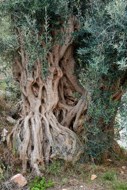 vieux tronc d’arbre close up - crète - olive tree tree root old photos et images de collection