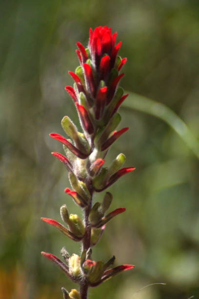 istock Indian paintbrush flower 1051648192