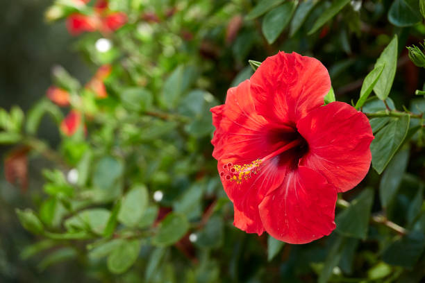 fiore di ibisco - hibiscus single flower flower red foto e immagini stock