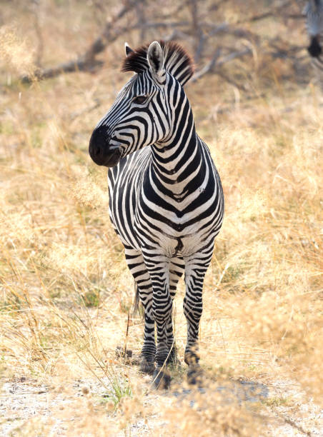 istock Zebra in the grassy nature, evening sun 1051648580