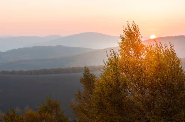 istock White birch on the prairie in autumn, in Inner Mongolia, China 1051650984