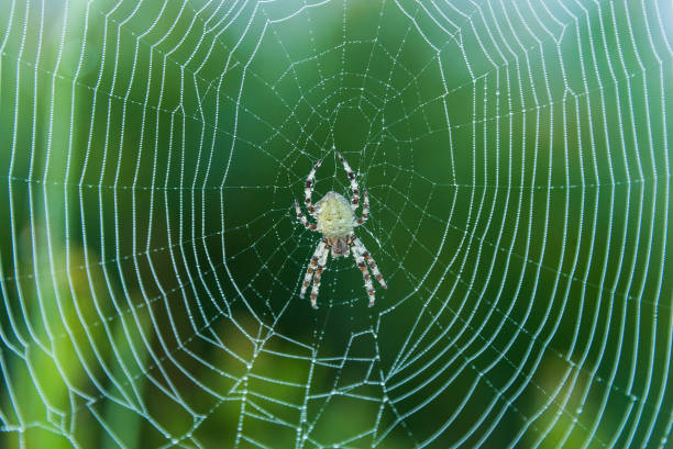 istock Spider and spiderweb in the morning dew 1051651546