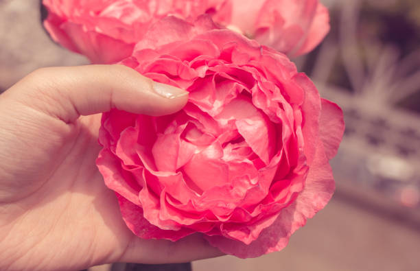 Beautiful fresh roses in close up view