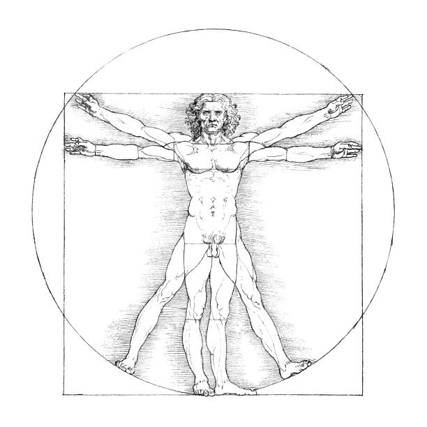 Vitruvian Man B&W The famous drawing "Vitruvian Man" (Uomo vitruviano) by Leonardo da Vinci. Edited to B&W and to only include the image without the text of the original. INSPECTOR PLEASE NOTE: Based on my older and very successful file 481615361. leonardo da vinci stock illustrations