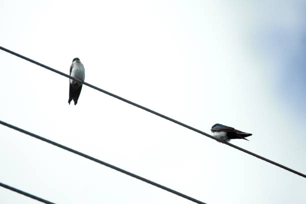 istock Blue-and-white swallows on a power line 1051655188