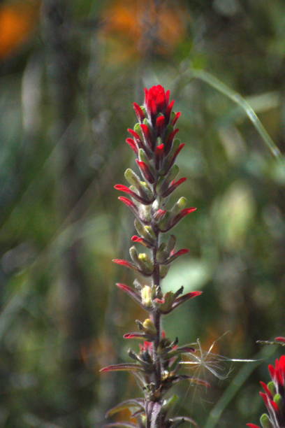 istock Indian paintbrush flower 1051655396