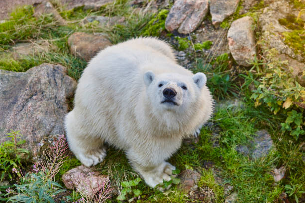 junge eisbären in der wildnis. tierwelt tier hintergrund - polar bear young animal isolated cub stock-fotos und bilder