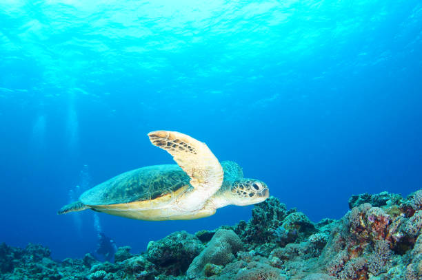 istock Zamami Island sea 1051659156