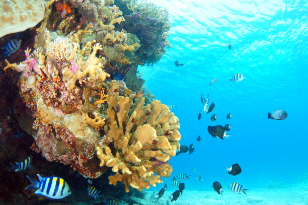 istock Zamami Island sea 1051659162