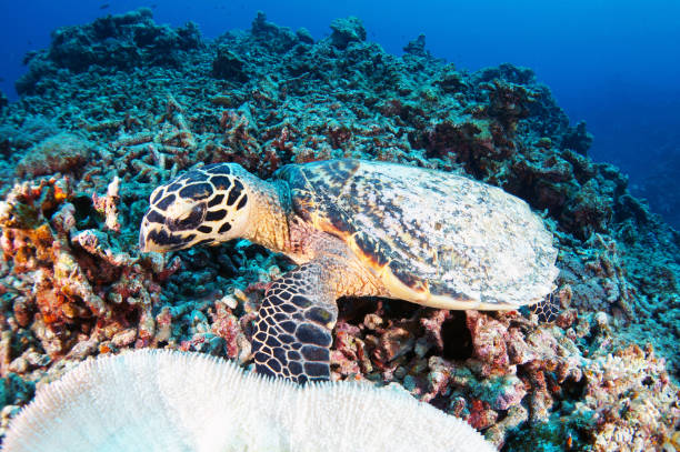 istock Zamami Island sea 1051659192
