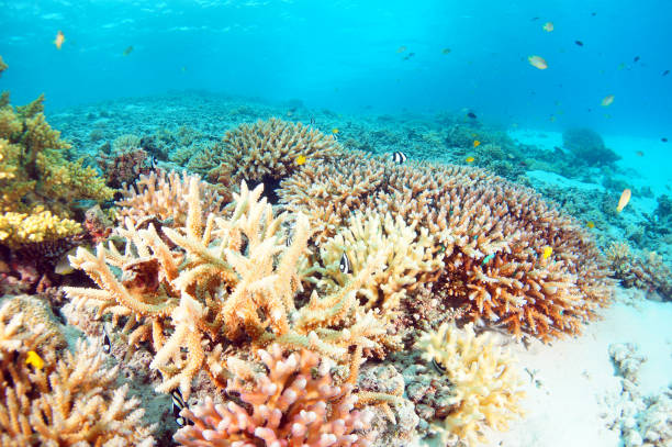 istock Zamami Island sea 1051659208