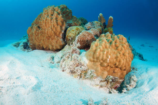 istock Zamami Island sea 1051659224