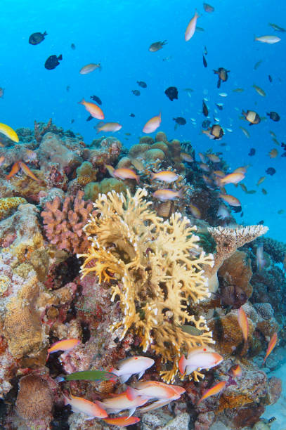 istock Zamami Island sea 1051659226