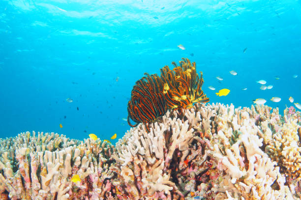 istock Zamami Island sea 1051659252