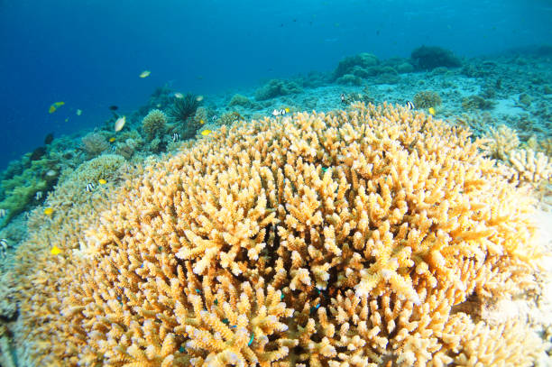 istock Zamami Island sea 1051659314