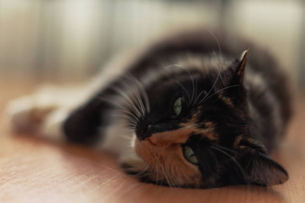 istock Cute cat laying on a wooden floor 1051663188